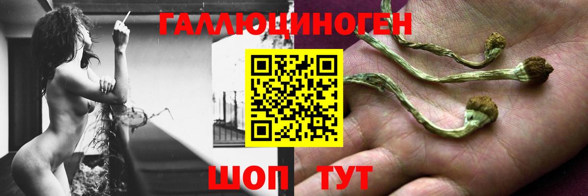 где можно купить наркотик  Вход с VPN  Сокол  Галлюциногенные грибы MAGIC MUSHROOMS 